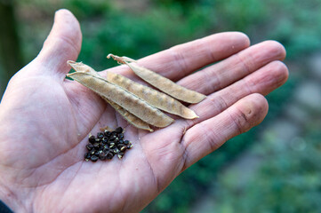  .Gardening - sweet pea, Lathyrus odoratus seeds and pods in the palm on a mans somewhat dirty...