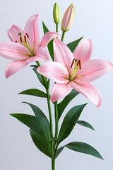 Fototapeta premium Elegant pink lily blossoms and buds against a soft background capturing the delicate beauty of floral arrangement in a vertical composition