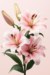 Obraz premium Elegant pink lily blossoms with delicate freckles against a soft pastel background creating a serene floral composition for botanical beauty