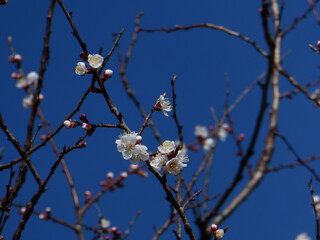 Beautiful Blossoms on a Tree Branch Against a Clear Blue Sky