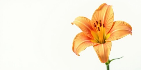 Single large orange flower isolated on white background, lily,