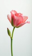 Fototapeta premium Delicate flower petals unfurl slowly on white background, delicate, flower, subtle
