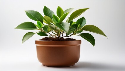 small plant is in a brown pot isolated