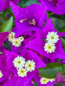 Bunch of purple flowers with yellow centers