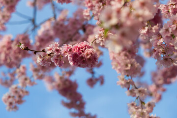 ciliegio rosa in fiore