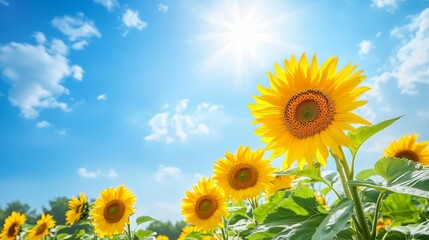 Fototapeta premium Sunflower field bright sunny day blue sky white clouds summer landscape rural scene nature photography scenic view