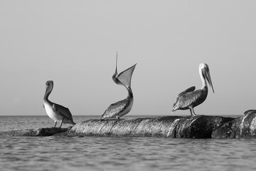 Pel&iacute;canos en blanco y negro sobre una roca junto al mar, uno estirando su pico.