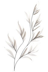 Obraz premium feather on white background