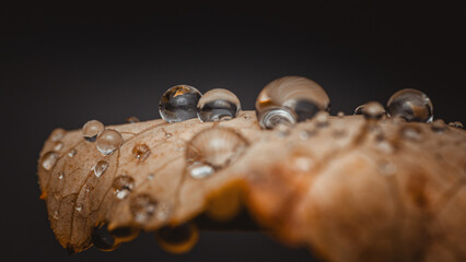 Sparkling water droplets resting on autumn leaf: macrophotography of nature's beauty