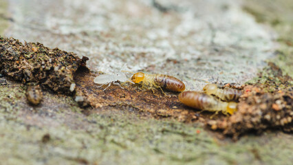 Worker and soldier termites moving on wood surface