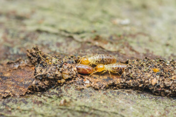 Termites eating wood, causing damage to property