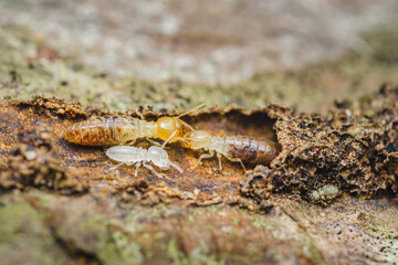 Termites are destroying wood in close-up macro shot