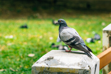 Pigeon standing on concrete pole in city park
