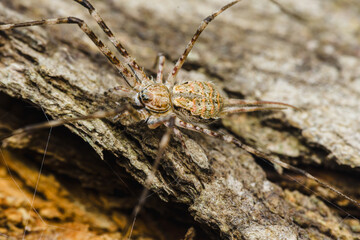 Spider crawling on tree bark: exploring nature's tiny hunters