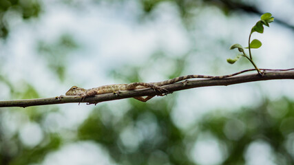 Oriental garden lizard resting on a thin branch in its natural habitat