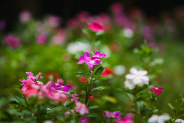 Madagascar periwinkle blooming in a colorful garden