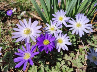 Frühlingsblumen blühen lila - Kapmargeriten