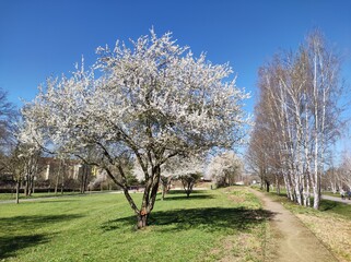 Obraz premium Baumblüte im Park