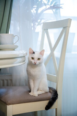 White cat with a black-tipped tail sits calmly on a chair in a bright kitchen, a white cup and saucer resting on a nearby table, creating a peaceful domestic scene
