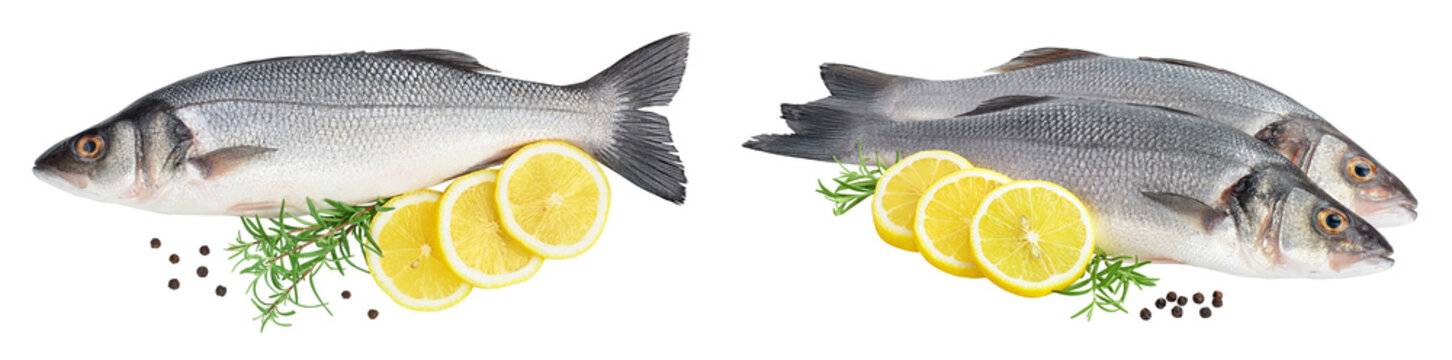 Sea bass fich isolated on white background with full depth of field. Top view. Flat lay