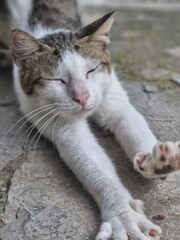 A cat lying on a stone surface, with its legs stretched out as if stretching its body.