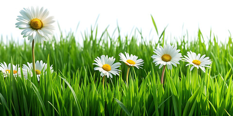 Real bright fresh green grass, cut lawn edge, with longer grass and daisy flowers behind in a spring and summer garden isolated against