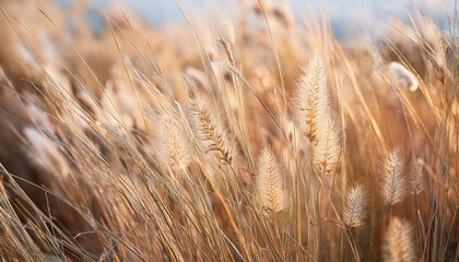 Obraz premium dried grass flowers for background to describe the image of winter and to use as wallpaper