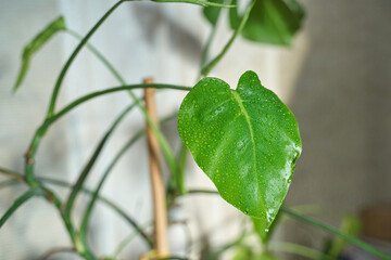 Close up of green monstera leaf with water droplets indoors showing vivid plant details.