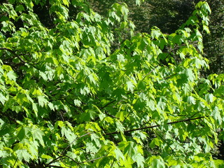 green leaves background