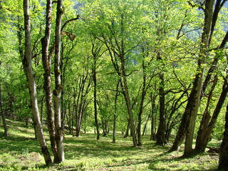Fototapeta premium trees in the forest
