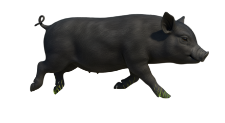 Healthy Black Pig Running Joyfully in Green Grass with Lively Expression
