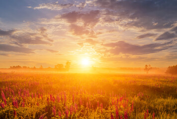 Majestic lupines field bathed in vibrant sunrise glow. A tranquil countryside scene for dreamy landscape background. Serene nature escape or ethereal spring greetings.