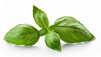 Fototapeta premium basil leaves on white background