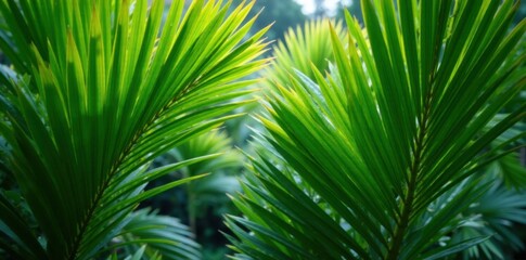 Fototapeta premium Dense cluster of lush green palm leaves swaying in tropical breeze, tropical setting, foliage, botanical