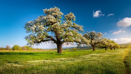 Fototapeta premium oak trees bloom in spring