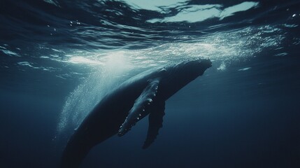Fototapeta premium Humpback whale in the ocean