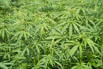 Lush green cannabis plants in cultivated field with dense foliage and flowering tops.