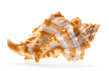 White and orange rare sea shell from the genus Chicoreus, a member of the Muricidae family (Murex snails) isolated on white.