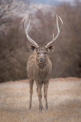 Wild male Sambar deer or Rusa unicolor closeup or portrait with long antlers horn or stag in summer season safari at ranthambore national park forest tiger reserve rajasthan india