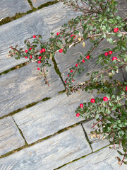 Branches of a lush bush with small round red berries and green leaves against the background of a floor made of wide wooden brown boards with moss between them, close-up, top view. Spring season.