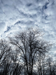 Lush bare tree branches against the blue sky almost completely covered by white and gray rims of the lower layer, close-up, view from below. Cloudy spring day.