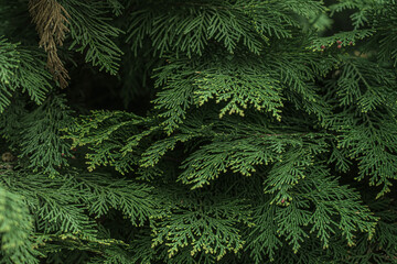 Close-up of lush evergreen foliage. Natural backgound is showcasing the green needles of a coniferous tree with textures. Themes of nature, forestry or seasonal decor.