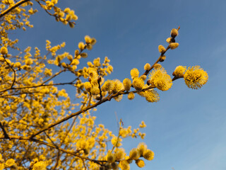 Willow yellow blossom branches on bright blue sky background in spring , selective focus