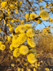 Willow yellow blossom branches on bright blue sky background in spring , selective focus