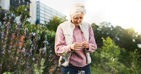 Flowers, senior woman and lavender in garden for retirement, peaceful environment and morning walk. Nature, person and floral plants in backyard of homecare facility for sensory stimulation and relax