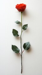 Elegant Red Rose on White Backdrop Capturing Delicate Petals and Lush Green Leaves in Natural Light a Minimalist Floral Composition