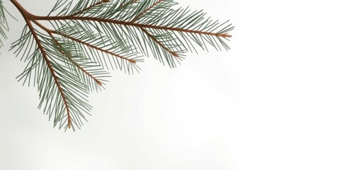 Obraz premium Festive Pine Branch Winter Holiday Nature Green Christmas Decoration Background