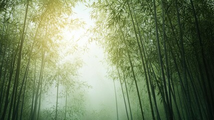 Fototapeta premium A misty bamboo forest with soft sunlight.