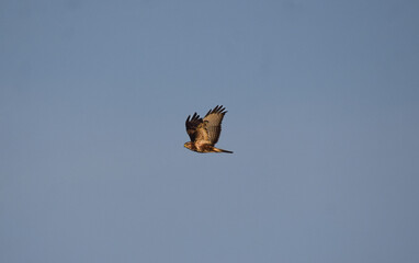 Flying Hawk with blue sky