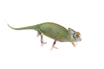 PNG format: Beautiful Pied Veiled or Piebald Veiled Chameleon (Chamaeleo calyptratus).